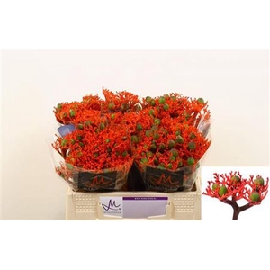 Jatropha P Firecrack