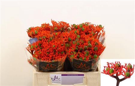 <h4>Jatropha P Firecrack</h4>