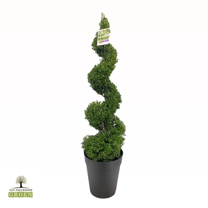 Buxus sempervirens Spiraal 130-140