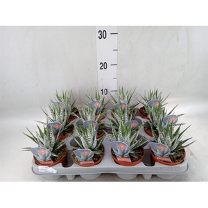 Haworthia fasciata 'Alba'