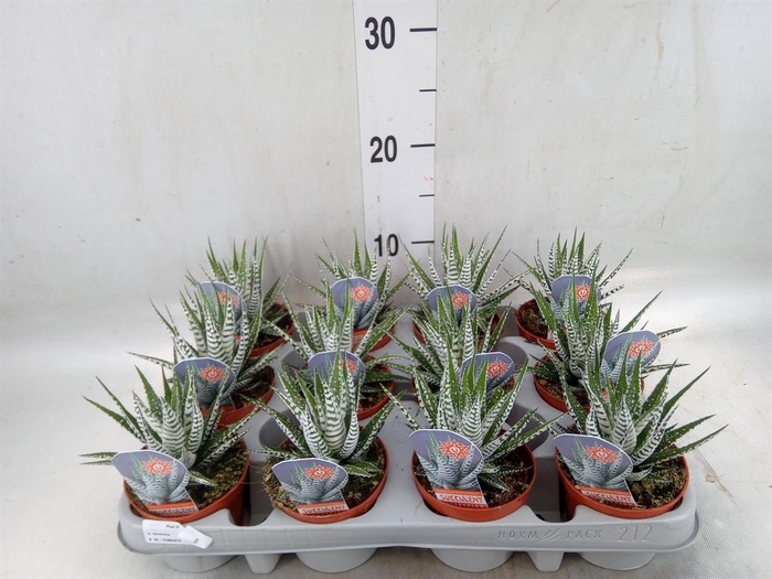 <h4>Haworthia fasciata 'Alba'</h4>