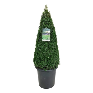 Buxus sempervirens