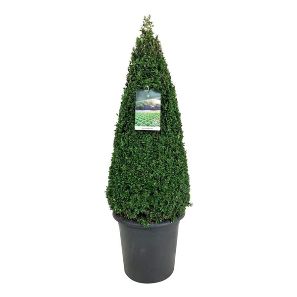 <h4>Buxus sempervirens</h4>