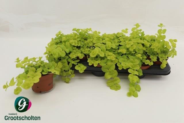 <h4>LYSIM NUMMULARIA</h4>
