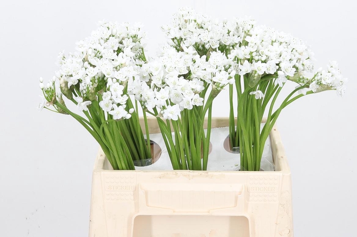 <h4>Allium Flocon</h4>