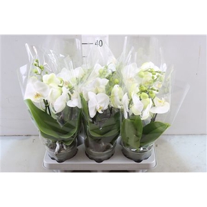 PHAL TABLO WHITE 2 TAK (BO)