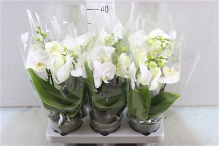 <h4>PHAL TABLO WHITE 2 TAK (BO)</h4>