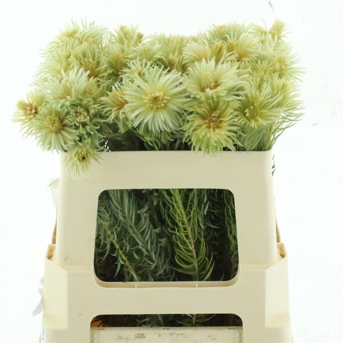 <h4>Kaaps Phylica Plumosa Single</h4>