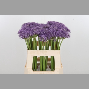 Allium Violet Beauty