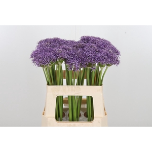 Allium Violet Beauty
