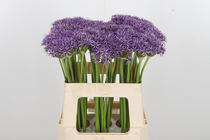 <h4>Allium Violet Beauty</h4>