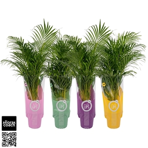 MoreLIPS® Dypsis Lutescens P24cm - H120cm in ShowHoes (Areca)