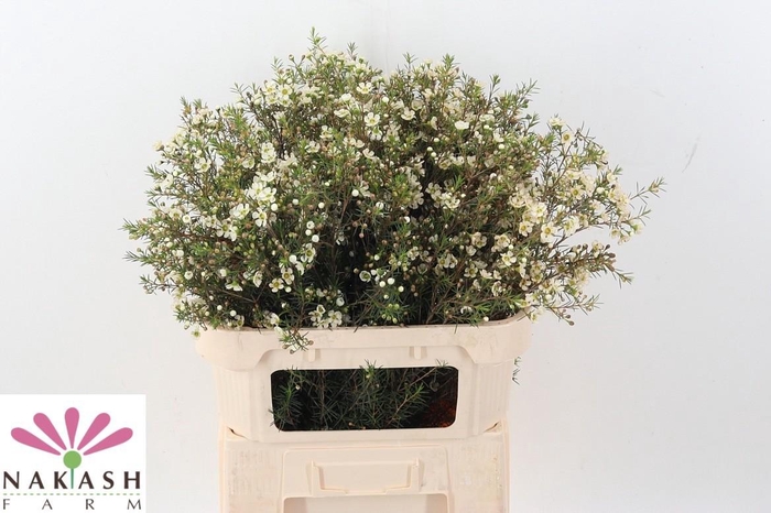 <h4>Cham Ivory Pearl</h4>