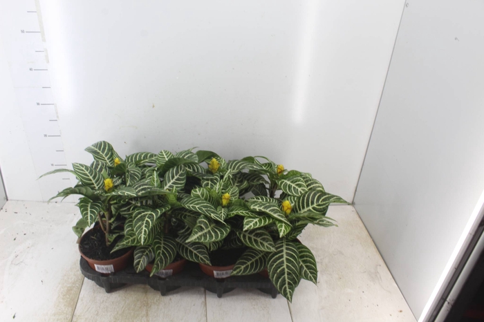 <h4>APHELANDRA COM FLOR P15 COM FLOR</h4>