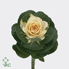 Brassica white crane