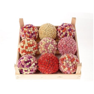 Ball Gomphrena Mix D13