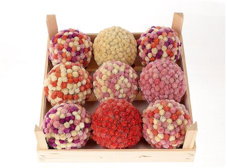 <h4>Ball Gomphrena Mix D13</h4>