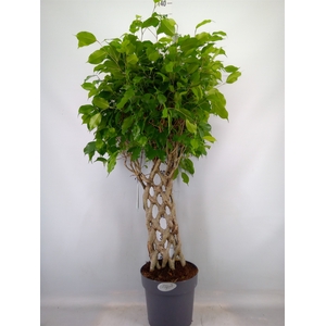 Ficus benja.   ...special shapes