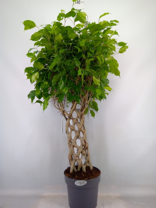 <h4>Ficus benja.   ...special shapes</h4>