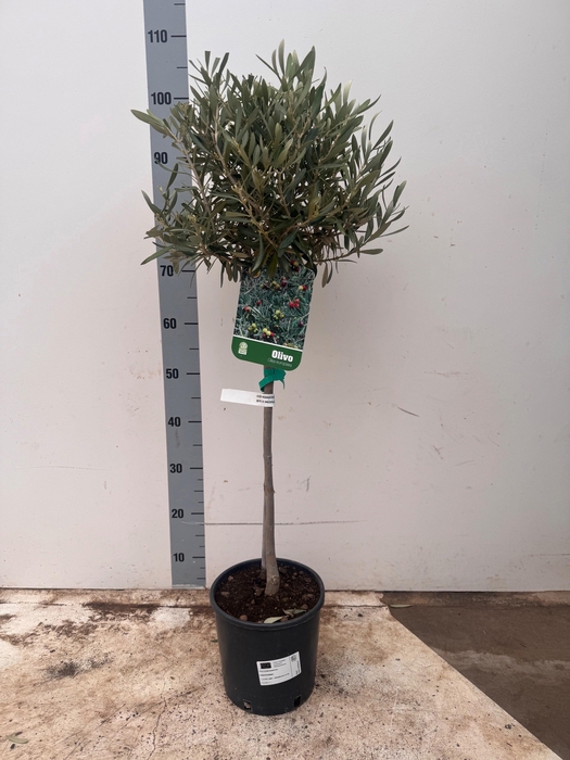 <h4>OLEA EUROPAEA</h4>