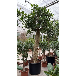 Ficus Benghalensis