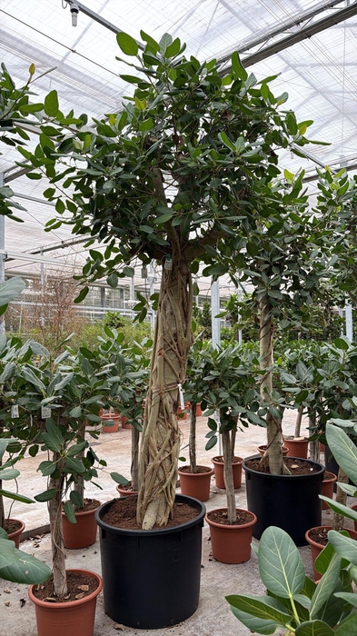 <h4>Ficus Benghalensis</h4>