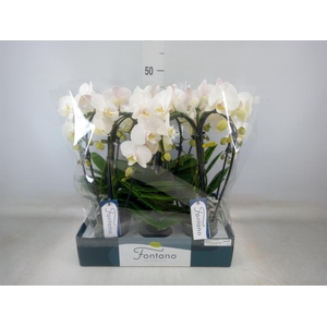 Phalaenopsis   ...white