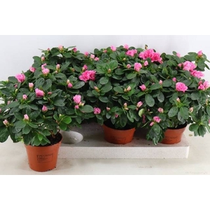 RHODO SI ROSE VOGEL