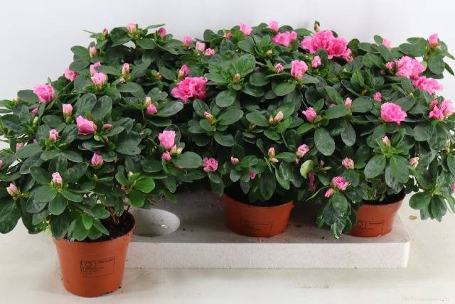 <h4>RHODO SI ROSE VOGEL</h4>