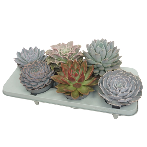 <h4>Echeveria mix 13 cm</h4>