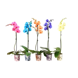 Potcover I Am Coloured Phal I Am Mix 1T9+