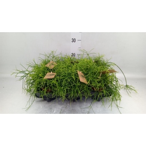 Rhipsalis baccifera 'Oasis'