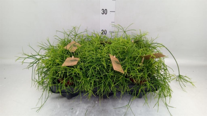 <h4>Rhipsalis baccifera 'Oasis'</h4>