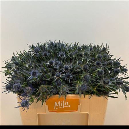 <h4>Eryn Mag Blue Lagoon</h4>