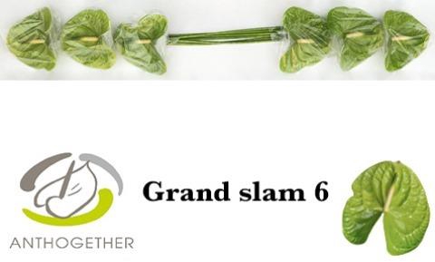 <h4>ANTH A GRAND SLAM</h4>