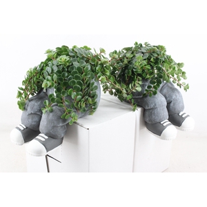 arr3 SN - Ker. spijkerbroek wallsit