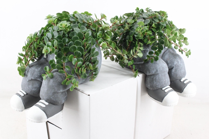 <h4>arr3 SN - Ker. spijkerbroek wallsit</h4>