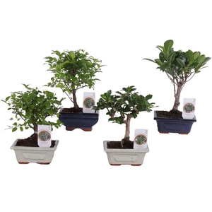 Bonsai (Indoor) Gemengd Keramiek