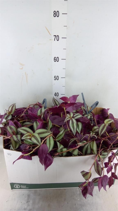 <h4>Tradescantia zebr.</h4>