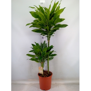 Dracaena frag. 'Steudneri'