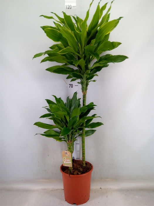 <h4>Dracaena frag. 'Steudneri'</h4>