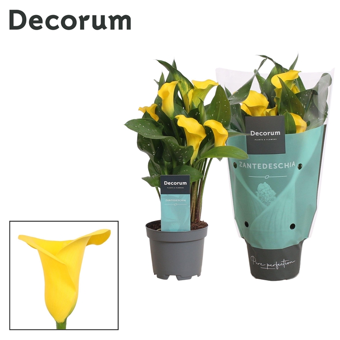 <h4>Zantedeschia (Calla) Geel (Decorum)</h4>