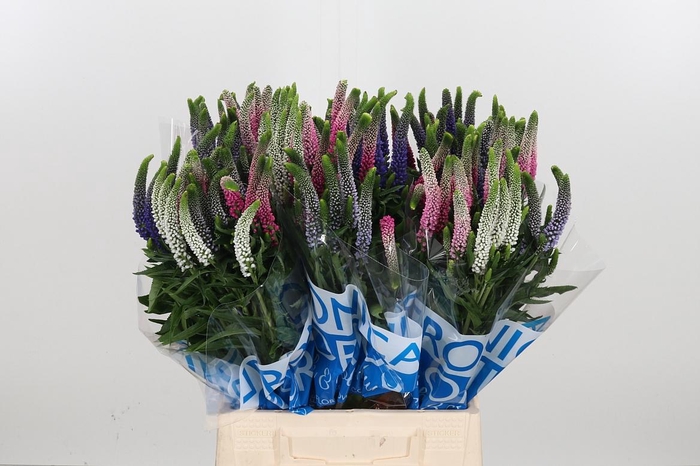 <h4>Veron Smart Col Gem</h4>