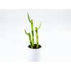 DRACENA LUCKY BAMBOO P12