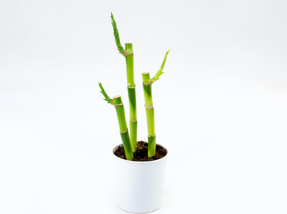 DRACENA LUCKY BAMBOO P12
