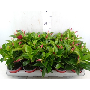 Mandevilla sand. 'Rio Deep Red'