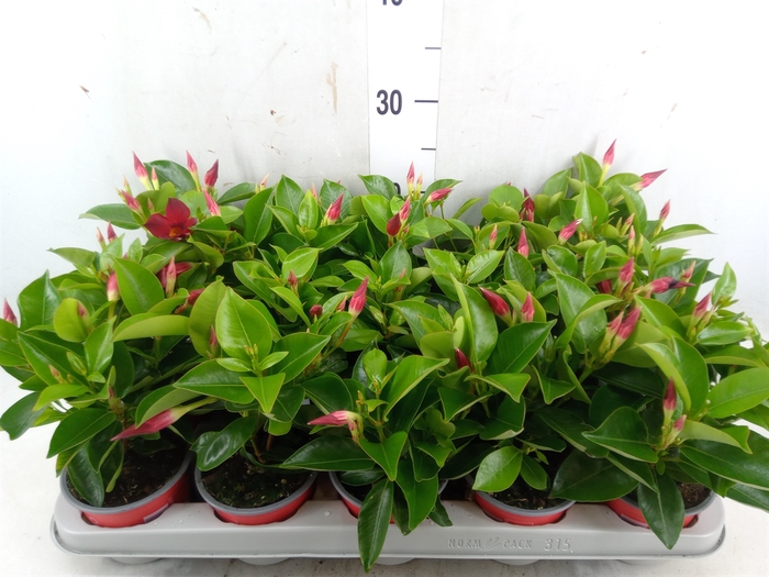 <h4>Mandevilla sand. 'Rio Deep Red'</h4>