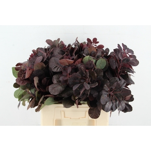 COTINUSBLAD ROYAL PURPLE