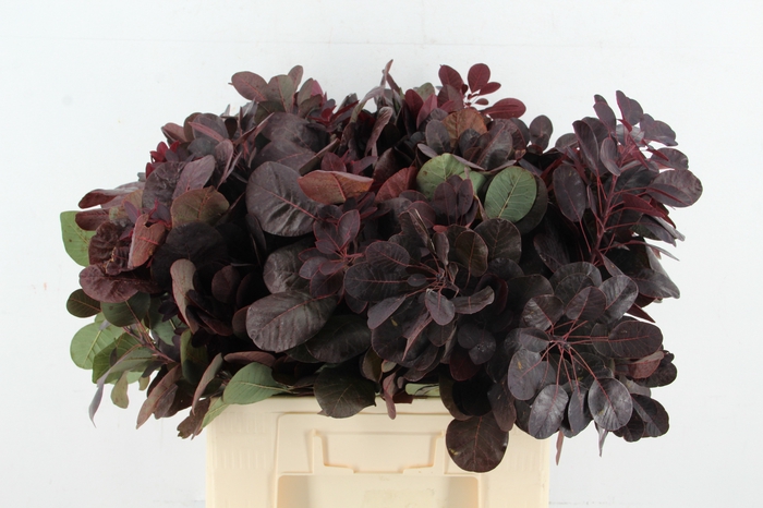 <h4>COTINUSBLAD ROYAL PURPLE</h4>