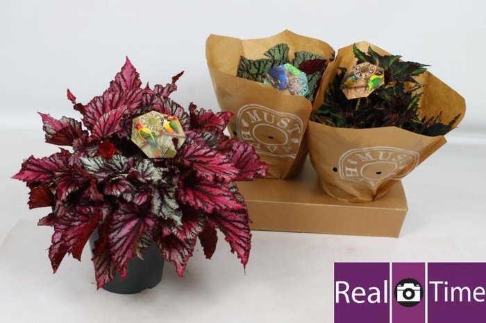 <h4>BEG BEL GEM</h4>